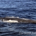 whale_humpback_sb_h_2027_dom2080.jpg